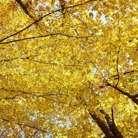 Branches Autumn Yellow Live Leaves Tree High