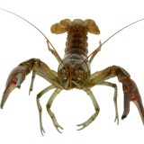 Crayfish