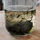 Frog spawn