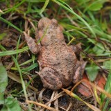 Toad