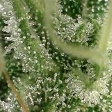 Dope under the scope 2